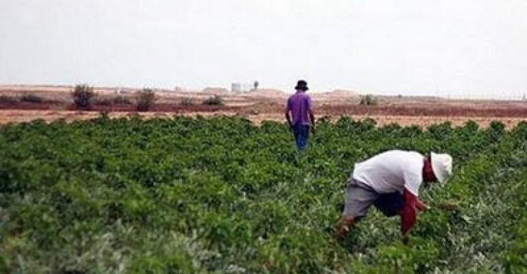اتحاد المزارعين: لجنة التنسيق لم تقدم شيئا للقطاع