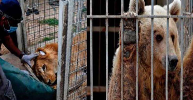 نقل الأسد سيمبا والدبة لولا إلى الأردن من الموصل