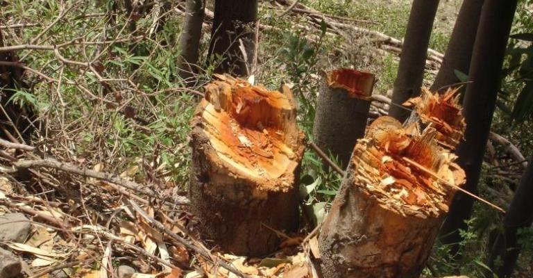 تراجع في الإعتداء على الثروة الحرجية