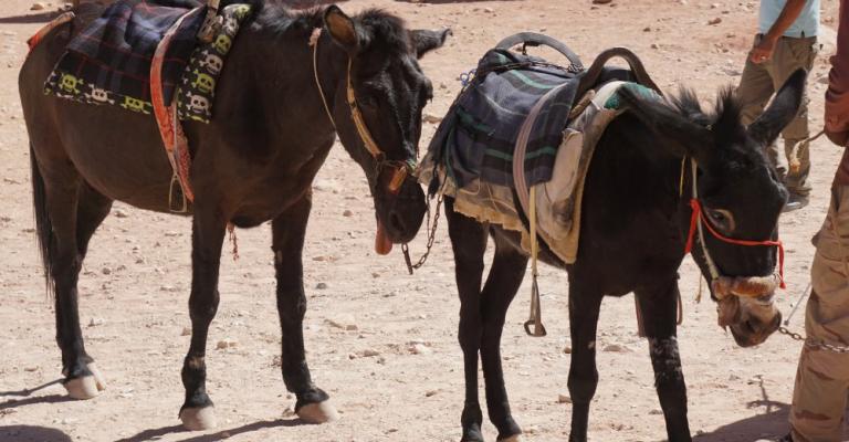 منظمة تنتقد ضرب الحيوانات في البَترا