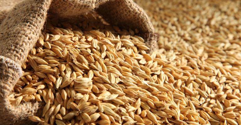 الشعير الشعير