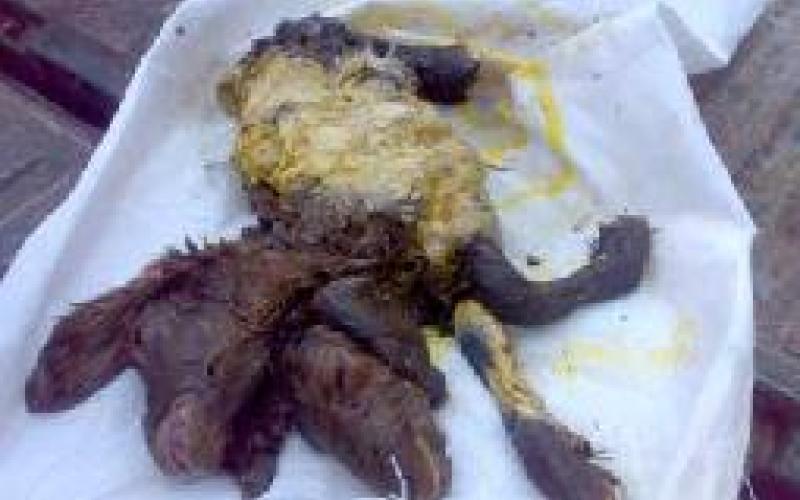 ولادة خروف برأسين في معان