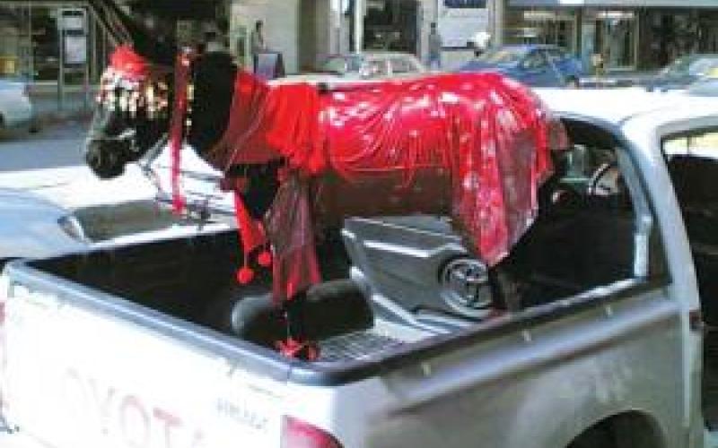 حمير باللون الأحمر بالرمثا