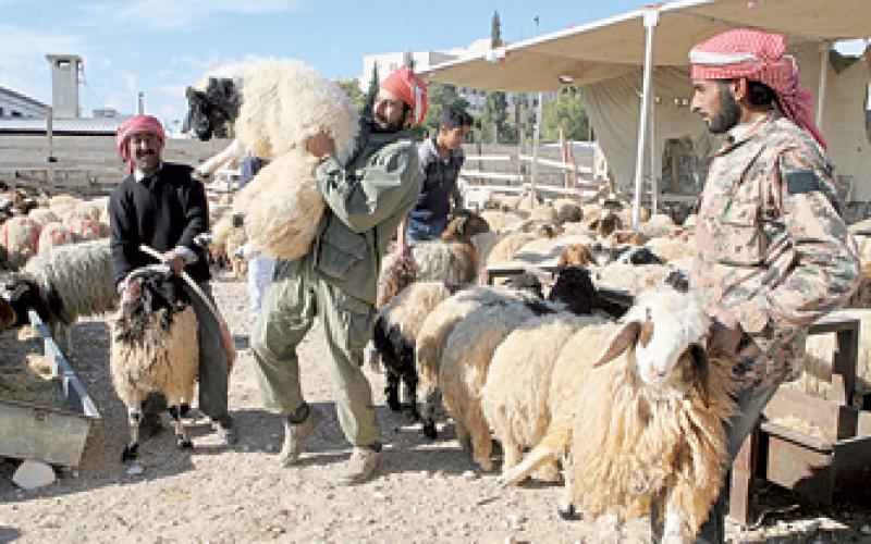 200 مخالفة لغير الملتزمين باسعار الاضاحي 