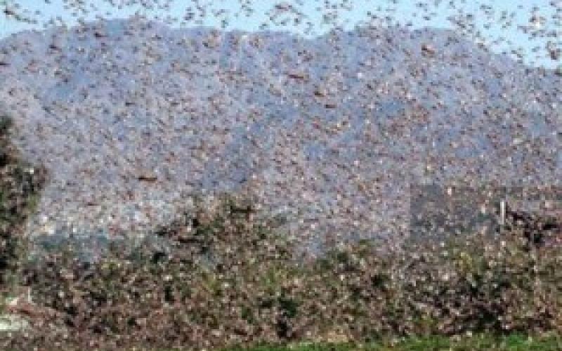 الزراعة تقضي على 70 بالمئة من الجراد 