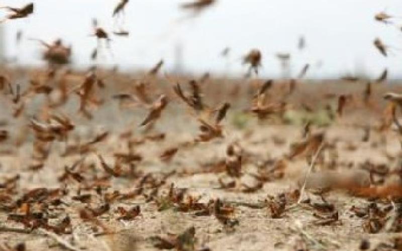 آل خطاب: خلو المملكة من الجراد