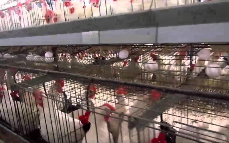 76 ألف طن دجاج استهلاك المملكة بالربع الثاني