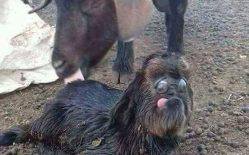 ماعز تضع حملا غريبا في المفرق