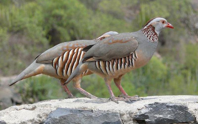 إطلاق طيور الشنار في مناطق الغابات بشمال المملكة