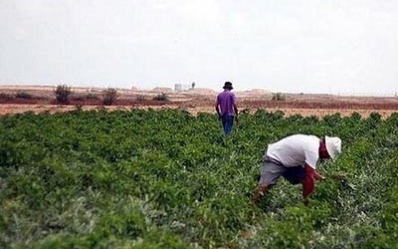 اتحاد المزارعين: لجنة التنسيق لم تقدم شيئا للقطاع