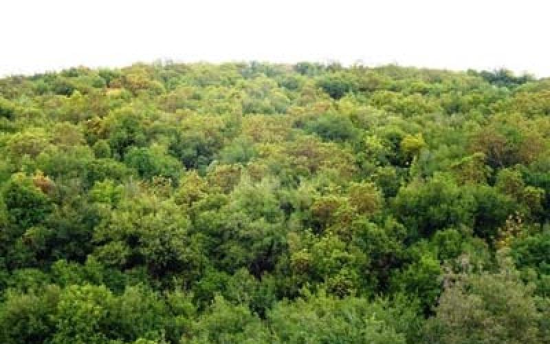 متابعة أسد بغابات جرش الغربية بطائرة بدوت طيار