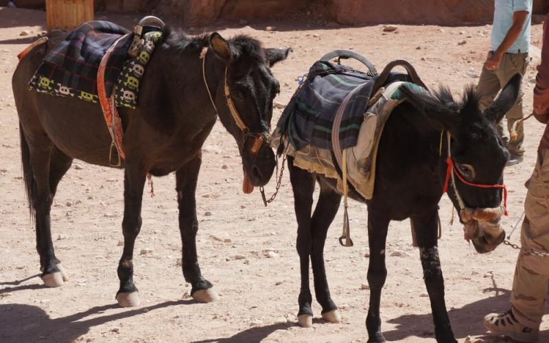 منظمة تنتقد ضرب الحيوانات في البَترا