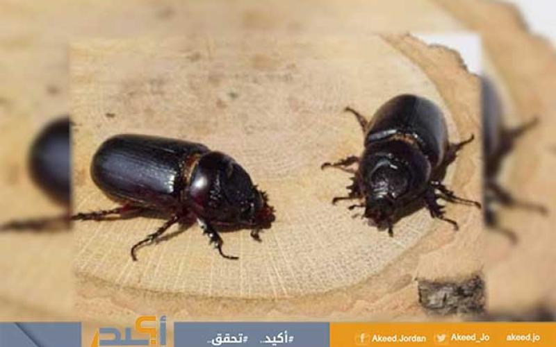 الزراعة: حشرة "الخنفساء" غير ضارة ولا تهاجم الانسان