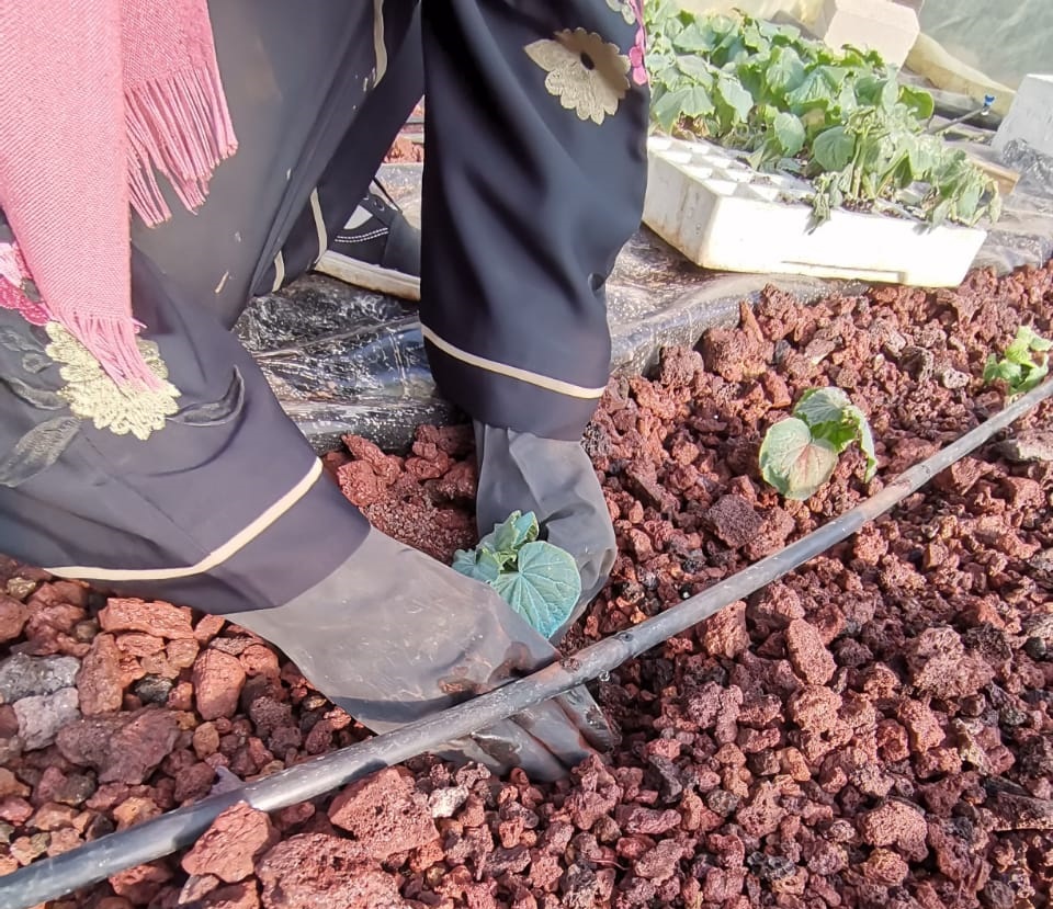 خمس نساء سوريات ينجحن بمشروع زراعة مائية.. تعرف إلى قصتهن