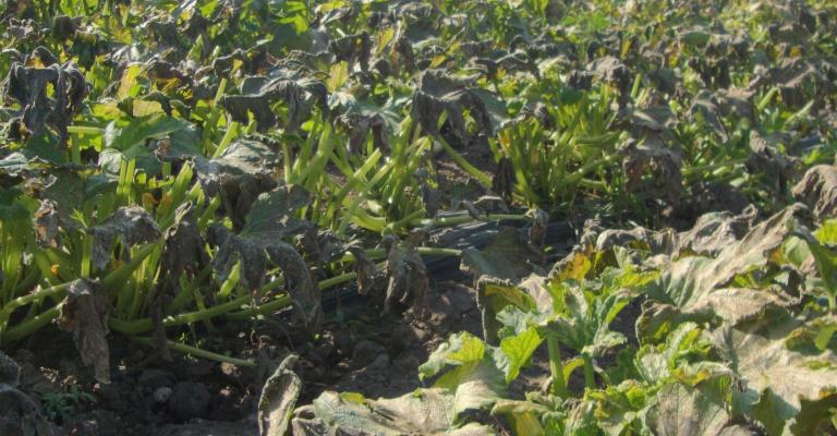 انقطاع الامطار تتسبب بتردي الموسم الزراعي 