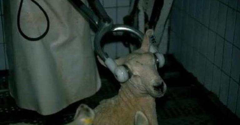 الأمانة: الذبح بالصعقة الكهربائية يتم بفتوى 