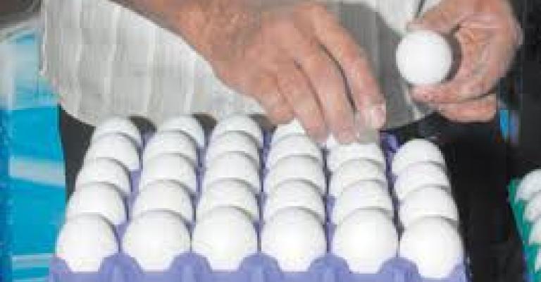 جمجوم: استيراد البيض سيؤدي إلى تكدسه