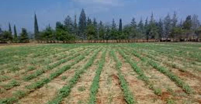 الإحصاءات: 13% ارتفاع أسعار المنتجين الزراعيين