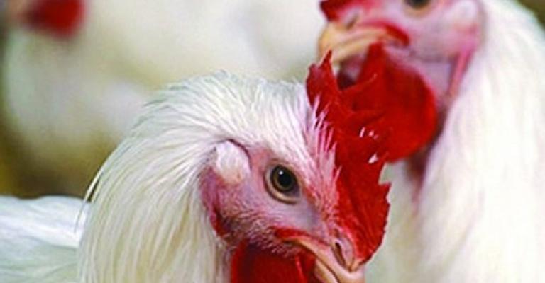 اسعار الدواجن والبيض في ثبات