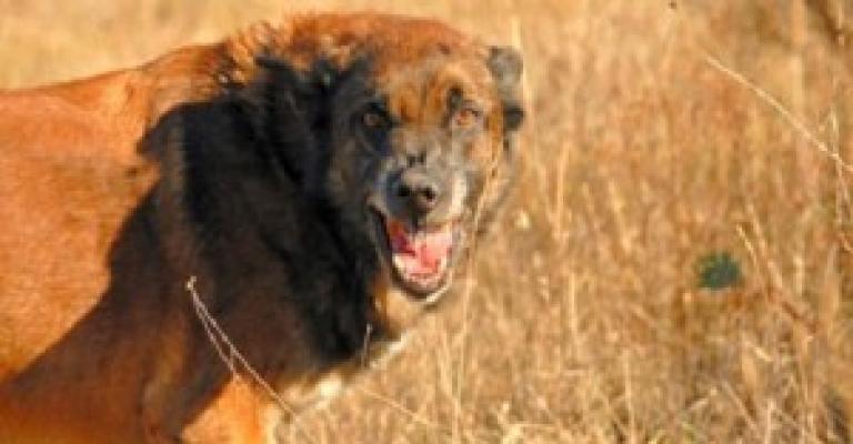 وفاة الطفل محمد بعد نهش كلب مسعور وفاة الطفل محمد بعد نهش كلب مسعور