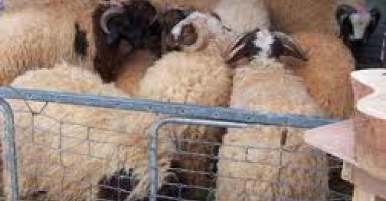 اتحاد المزراعين يؤكد استيراد الأغنام والزراعة تنفي