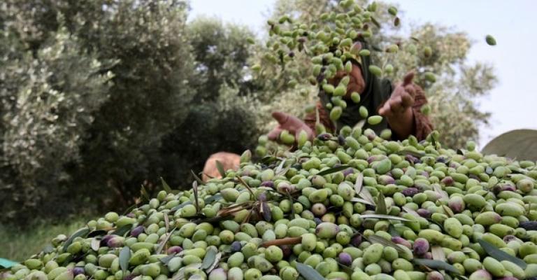 "الزراعة" تنصح المزارعين تأجيل قطف ثمار الزيتون