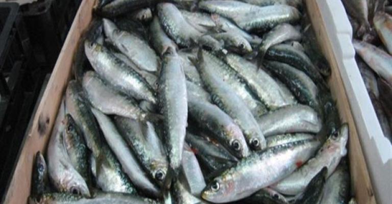 ضبط طنين من الأسماك الفاسدة في إربد