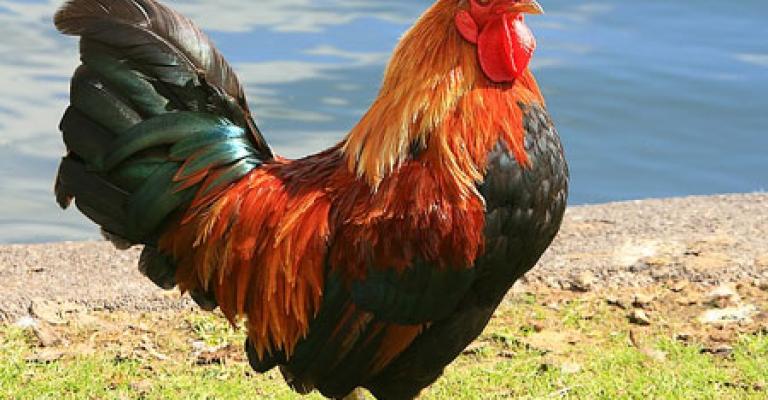 انخفاض اسعار الدجاج انخفاض اسعار الدجاج