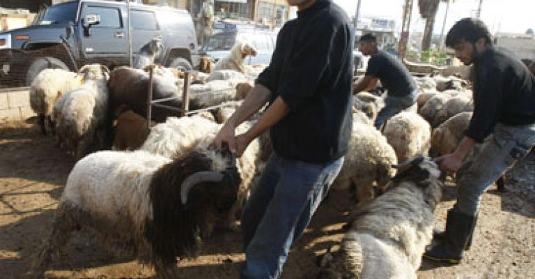 سكان في دير علا يشتكون من انتشار زرائب الأغنام وحظائر الأبقار 