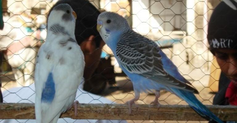 هواة وباعة الطيور يطلبون امانة عمان بسوق(فيديو)