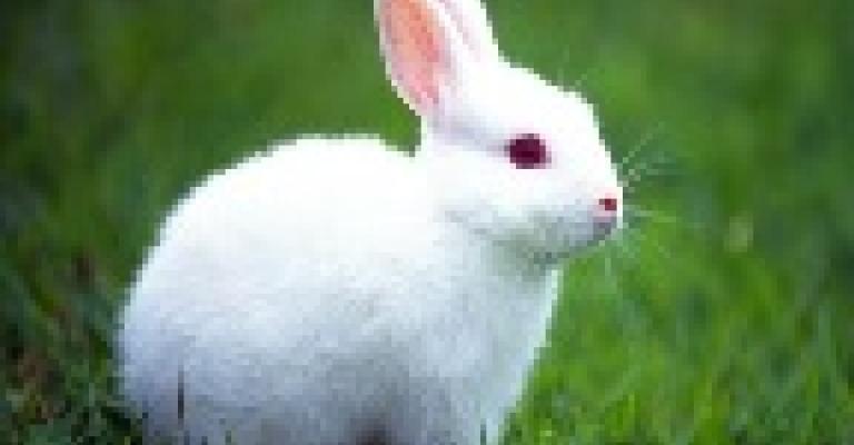 سيرة أرنبية..