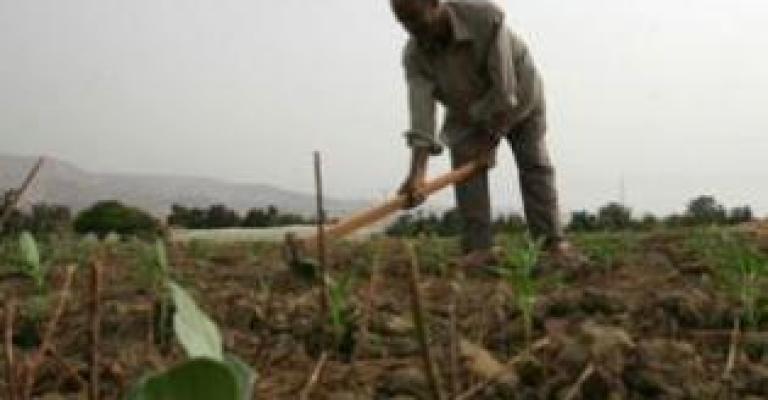 مزارعون سيتوجهون لوزيري الزراعة والعمل بشأن تقرير المرصد العمالي 13