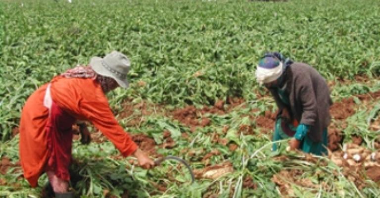 نساء أضناهن العمل في مزارع دير علا