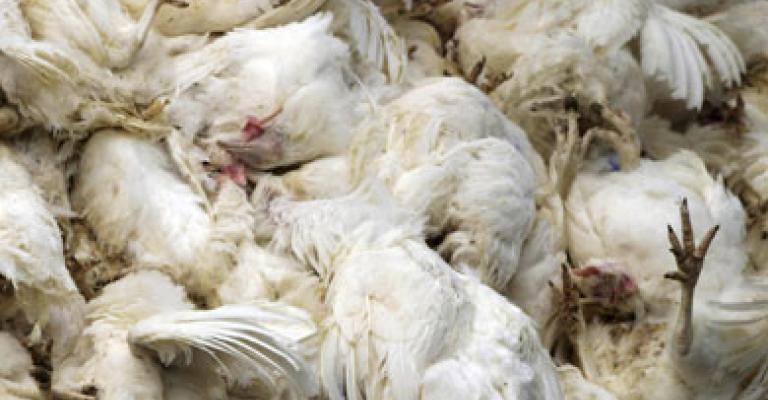 مزارعون يؤكدون عودة انفلونزا الطيور والزراعة تنفي