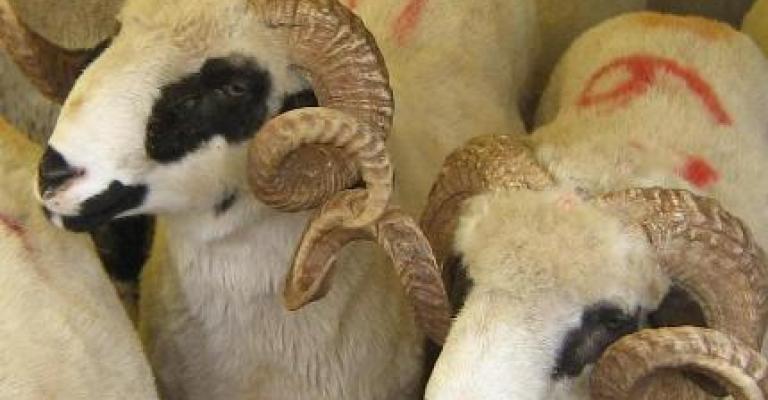 الإحصاءات: 3 ملايين رأس غنم في الأردن