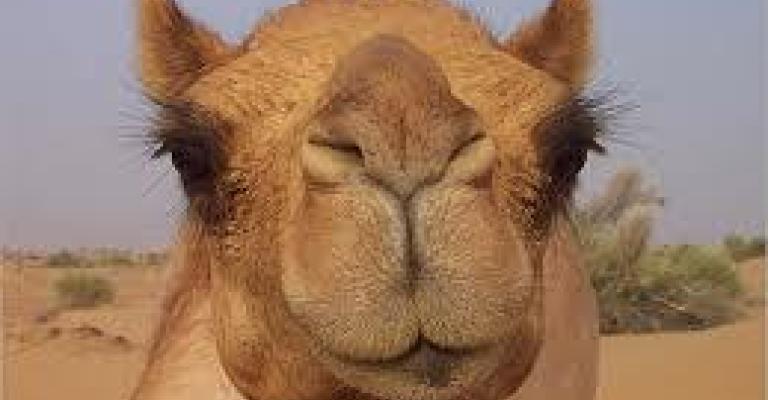 ياما كسر هالجمل بطّيخ!!