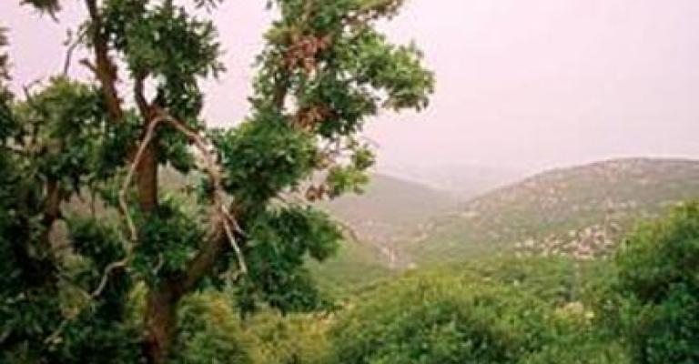 لا تقتلوا برقش