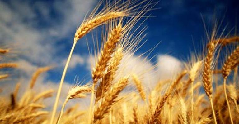 Jordan to Plant Wheat in Russia