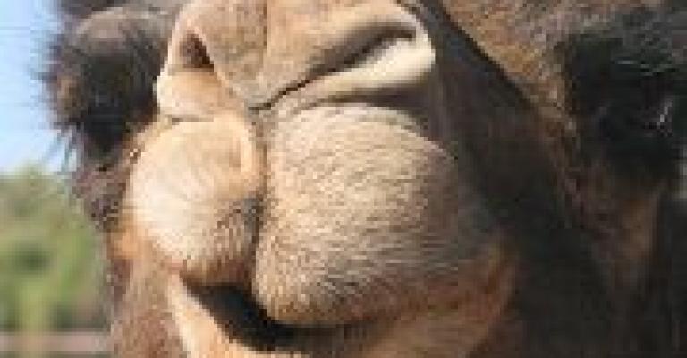 مجرّد تهمير!!