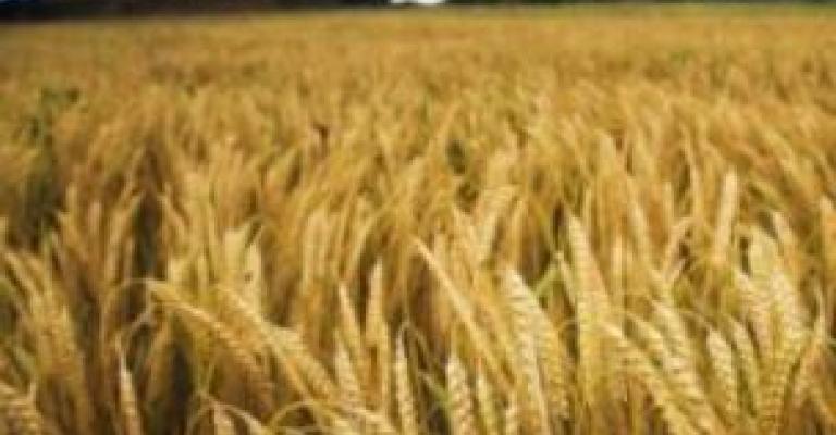 هل سيكون مشروع زراعة القمح في روسيا للقطاع الخاص