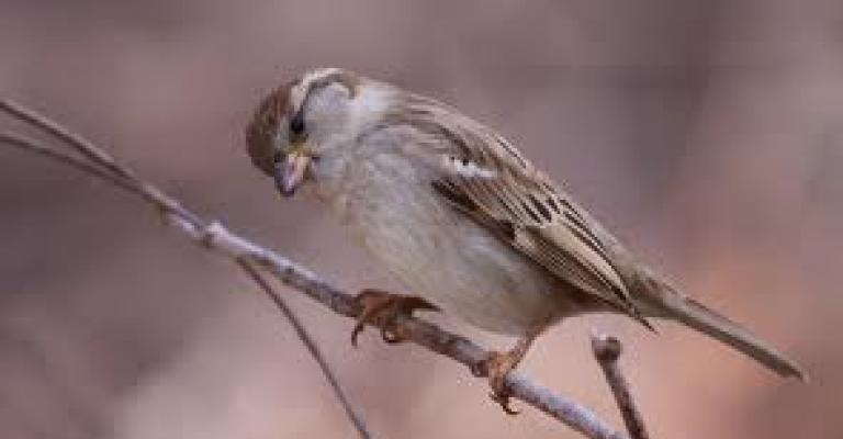 زقزقة وموت!!