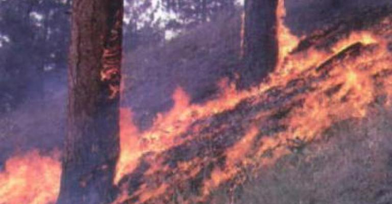 اخماد حريق أشجار حرجية مفتعل في عجلون 