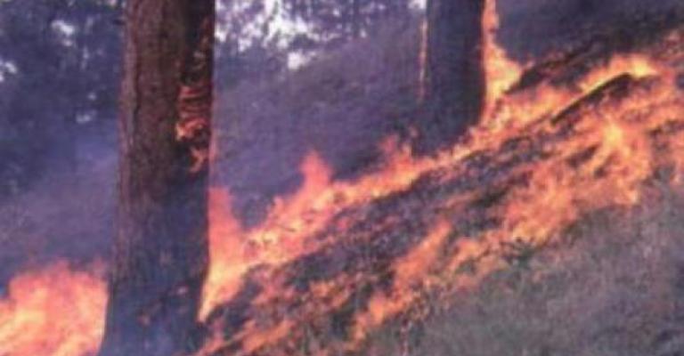 3200 حادث حريق أعشاب وأشجار منذ بداية العام 