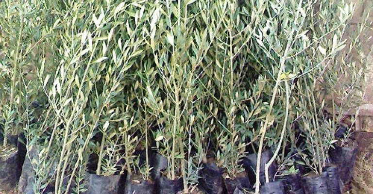 الامانة: زراعة 98 الف شجرة وانتاج مليونين و300 الف شتلة الامانة: زراعة 98 الف شجرة وانتاج مليونين و300 الف شتلة