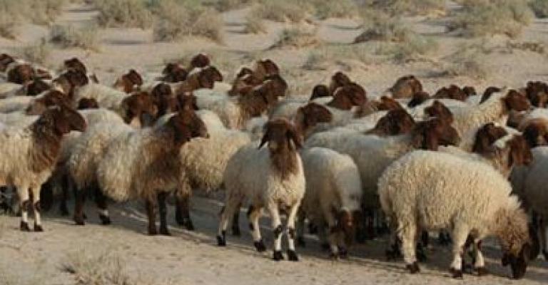 القبض على سارق اغنام يقود للكشف عن سرقات