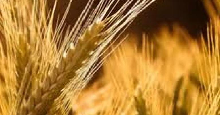 إلغاء مناقصة لشراء القمح مع ارتفاع الأسعار