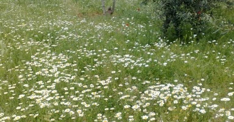 طقس معتدل في المناطق الجبلية 