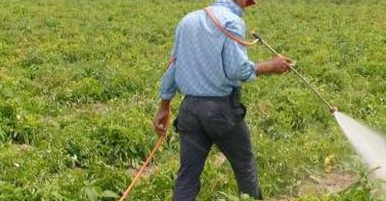 الاغوار: انخفاض المساحة المزروعة بالخضراوات 