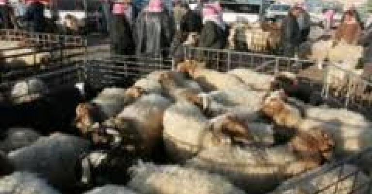 إجراءات مشددة للتعامل مع حظائر بيع الأضاحي 