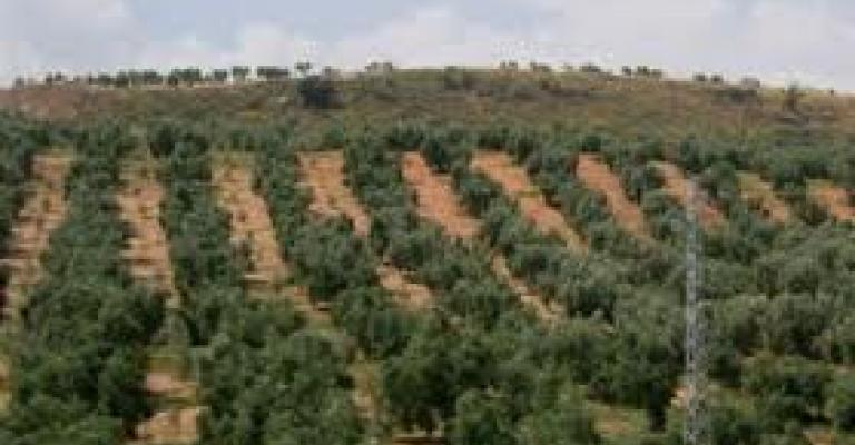 ارتفاع أسعار المنتجين الزراعيين